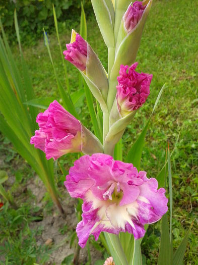 Fotografie0018 - AAAA_GLADIOLE 2015_2017_2018_2019