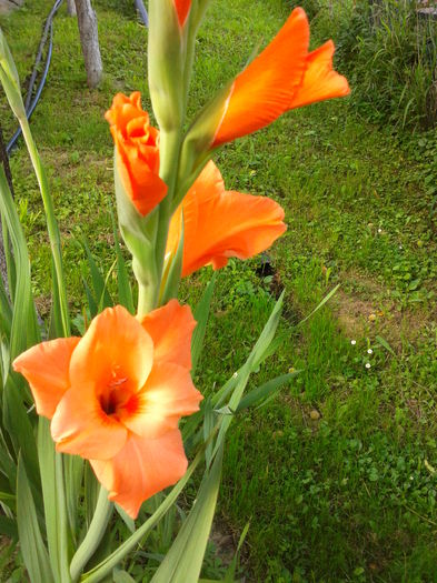 Fotografie0023 - AAAA_GLADIOLE 2015_2017_2018_2019