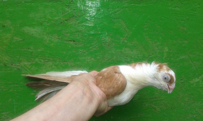 F - PUI 2015 Galateni galbeni - rosii