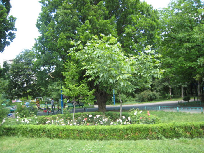 2 (3) - PARCUL MEU DE SUFLET-PARCUL CIRCULUI