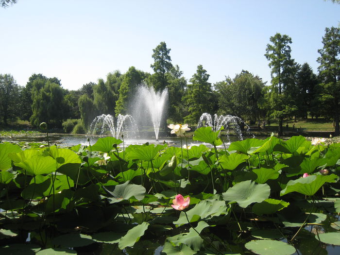 2 (6) - PARCUL MEU DE SUFLET-PARCUL CIRCULUI