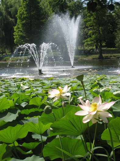 2 (7) - PARCUL MEU DE SUFLET-PARCUL CIRCULUI