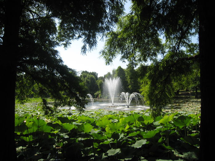 2 (8) - PARCUL MEU DE SUFLET-PARCUL CIRCULUI