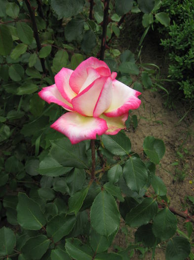 2 (28)