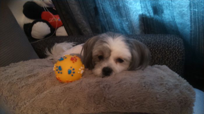 DSC_1359 - Fritz  Bella  Mimi