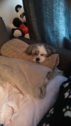 DSC_1354 - Fritz  Bella  Mimi