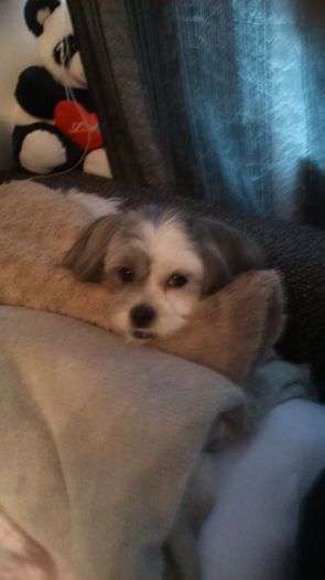 DSC_1355 - Fritz  Bella  Mimi