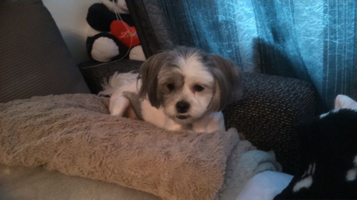 DSC_1357 - Fritz  Bella  Mimi