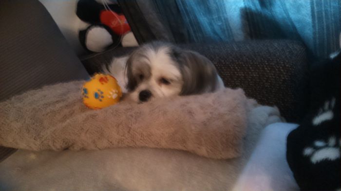 DSC_1358 - Fritz  Bella  Mimi