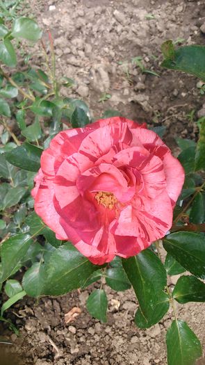 DSC_1361 - TRANDAFIRI 2015 III