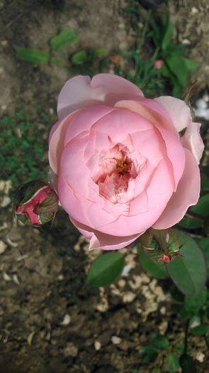 DSC_1363 - TRANDAFIRI 2015 III