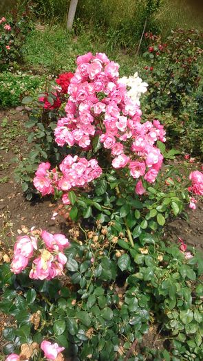 DSC_1368 - TRANDAFIRI 2015 III