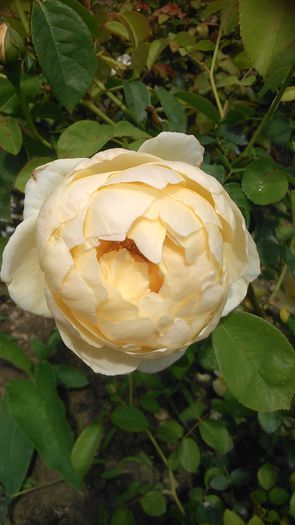 DSC_1371 - TRANDAFIRI 2015 III