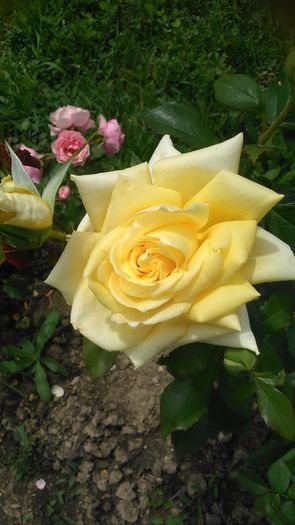 DSC_1373 - TRANDAFIRI 2015 III