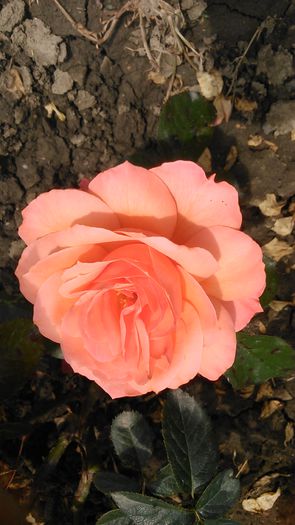 DSC_1374 - TRANDAFIRI 2015 III