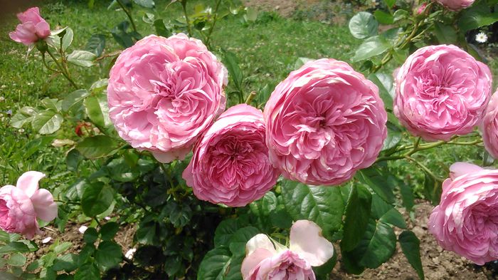 DSC_1375 - TRANDAFIRI 2015 III