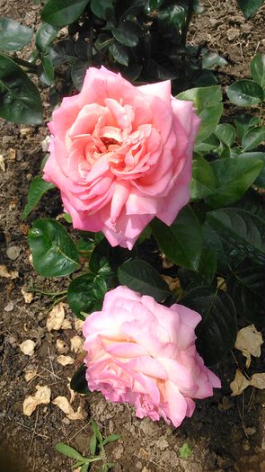 DSC_1376 - TRANDAFIRI 2015 III