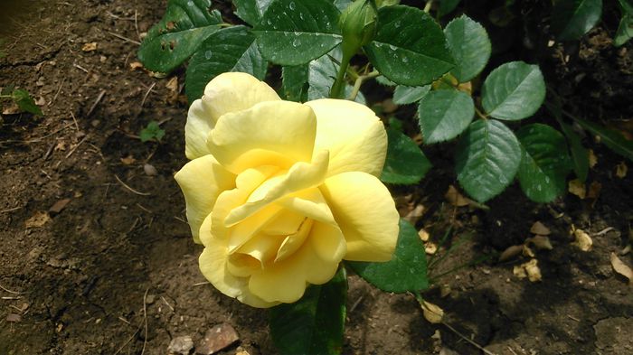 DSC_1377 - TRANDAFIRI 2015 III