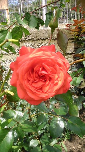 DSC_1381 - TRANDAFIRI 2015 III