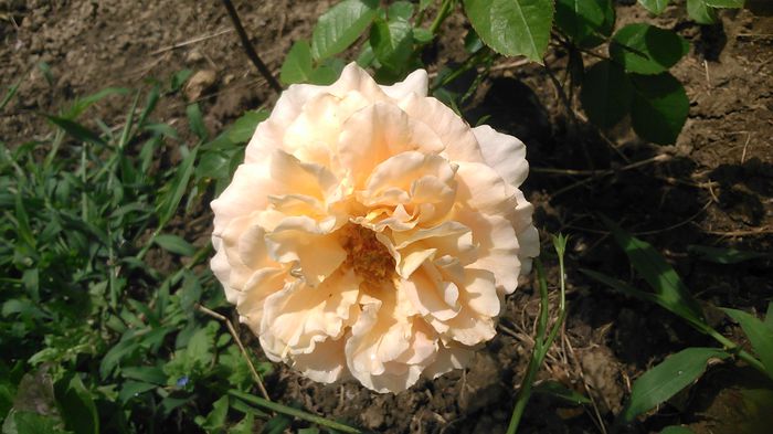 DSC_1385 - TRANDAFIRI 2015 III