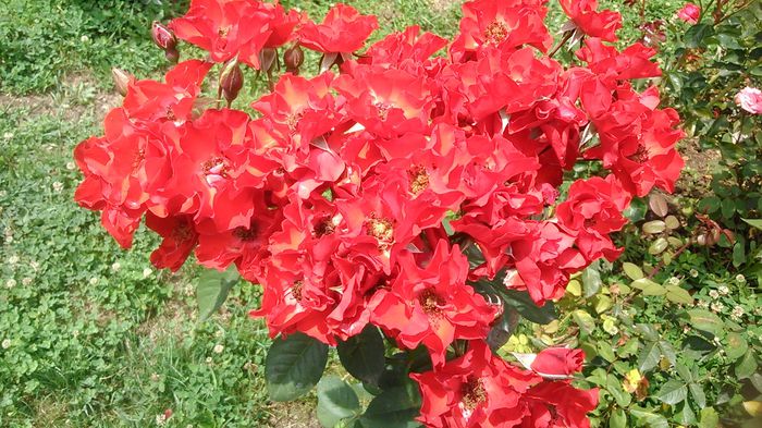 DSC_1387 - TRANDAFIRI 2015 III