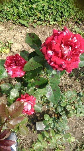 DSC_1392 - TRANDAFIRI 2015 III