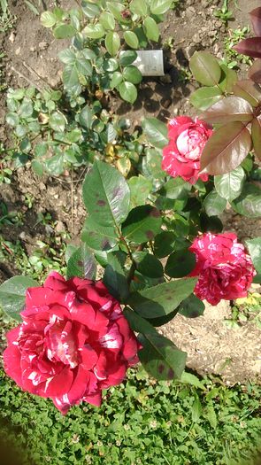 DSC_1393 - TRANDAFIRI 2015 III