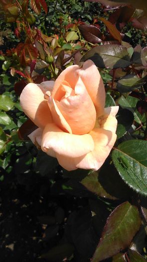 DSC_1394 - TRANDAFIRI 2015 III