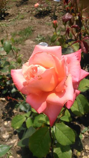 DSC_1395 - TRANDAFIRI 2015 III