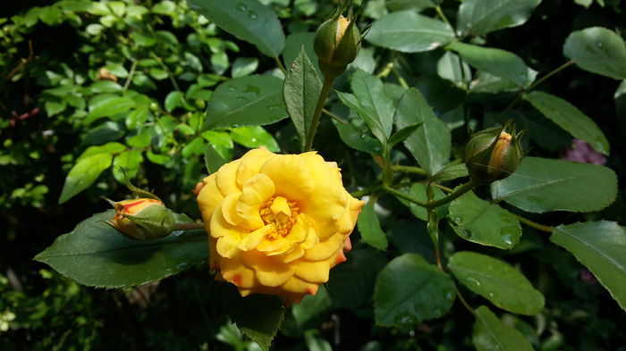 20150714_113822