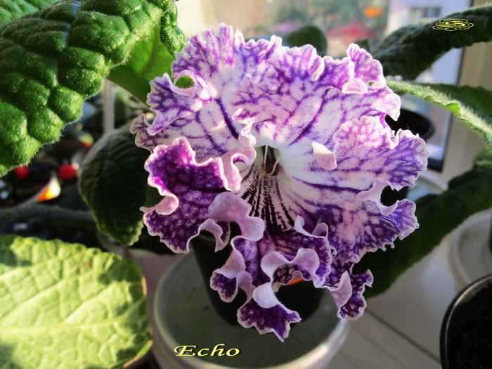 Echo (14-07-2015) - Streptocarpusi 2015