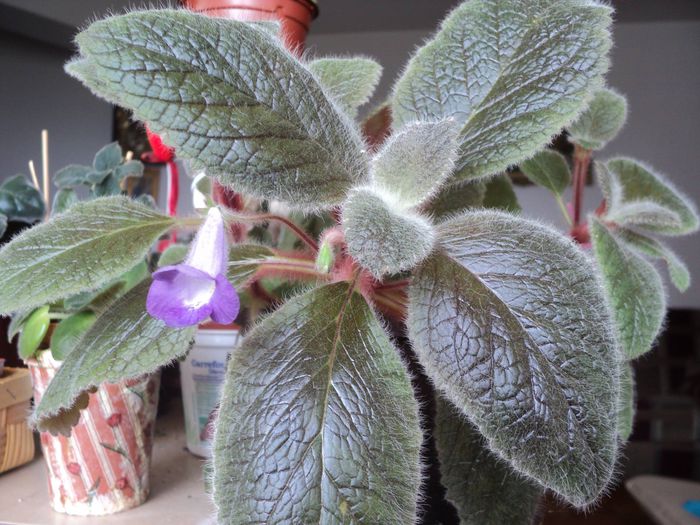 11221796_991376787553175_6625442672316458815_o