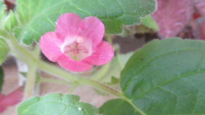 Magic Moment - Siningii