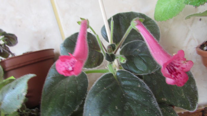 SRGs Red Eruption - Siningii