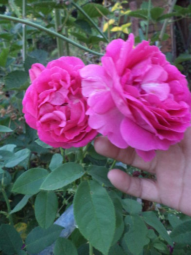 DSC04458