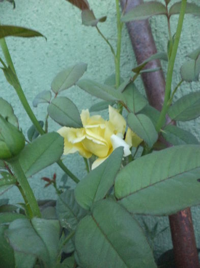 DSC04464