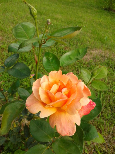 Fotografie0008 - AAAAA_R_TRANDAFIRI 2015_2017