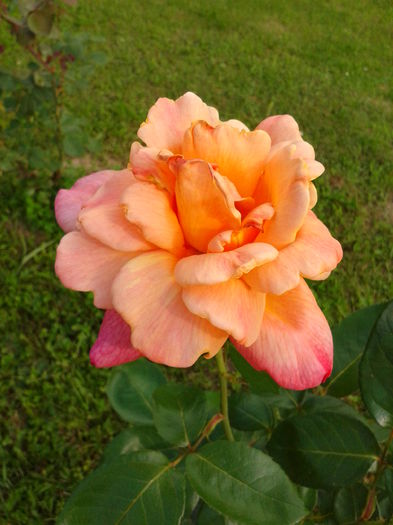 Fotografie0009 - AAAAA_R_TRANDAFIRI 2015_2017