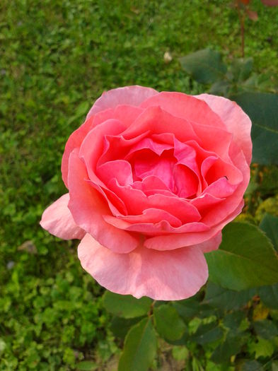 Fotografie0021 - AAAAA_R_TRANDAFIRI 2015_2017