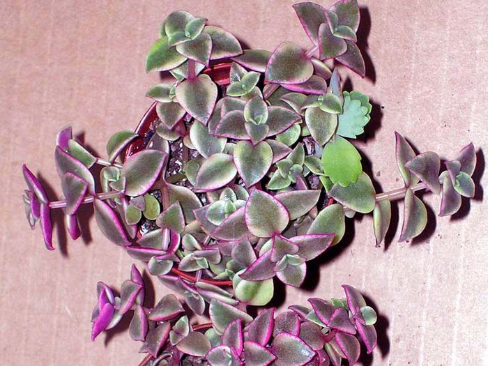 Crassula-marginalis-rubra-variegata-liho2004 - dorinte 2015