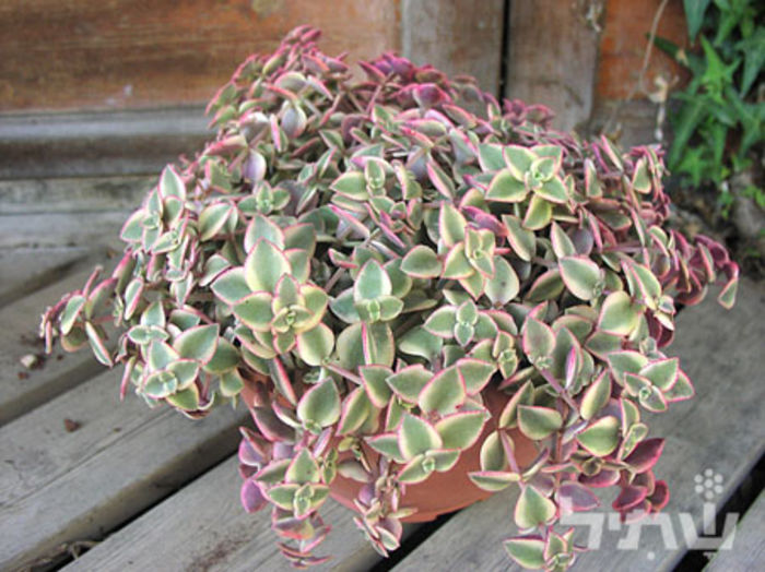 Crassula_pellucida1