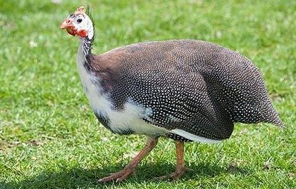 full grown splash guinea fowl