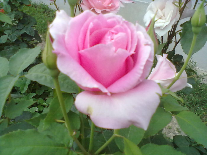 ABCD0014 - trandafiri mei 2015