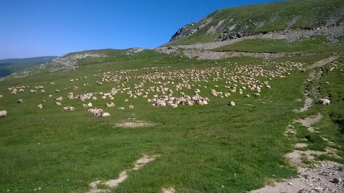 WP_20150711_030 - Transalpina un traseu superb