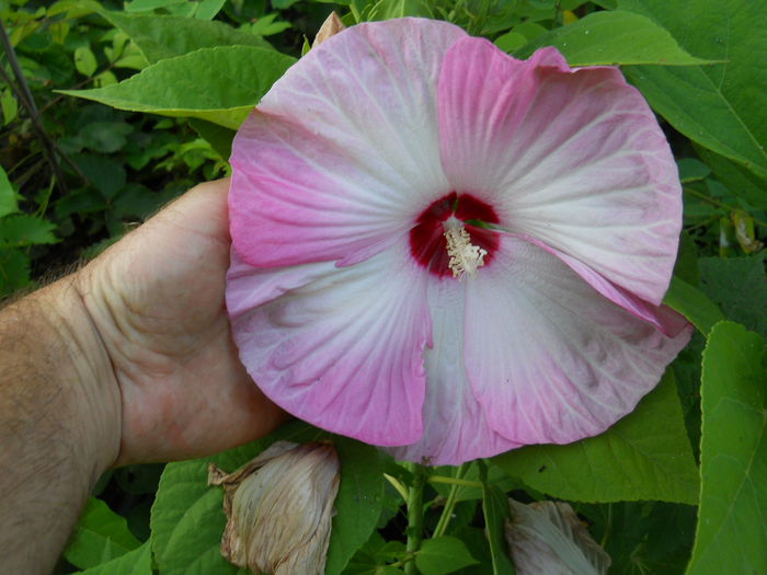 hibi moscheutos Luna