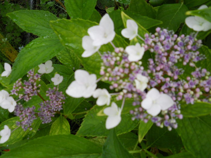 hidrangea macrophilla alba