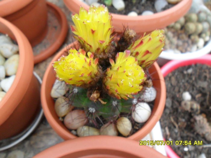SAM_0454