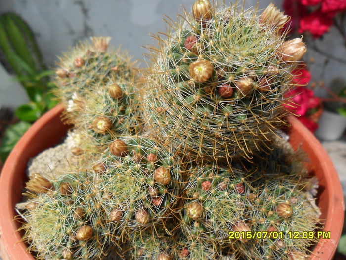 SAM_0471 - Cactusi si suculente 2015