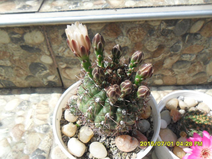 SAM_0479 - Cactusi si suculente 2015