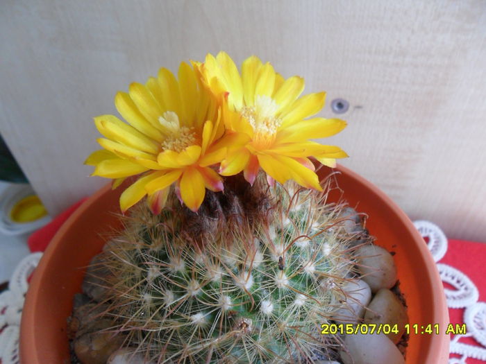 SAM_0512 - Cactusi si suculente 2015